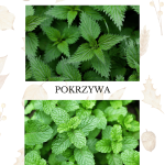 Graficzny sposób przedstawienia ziół występujących w jesieni