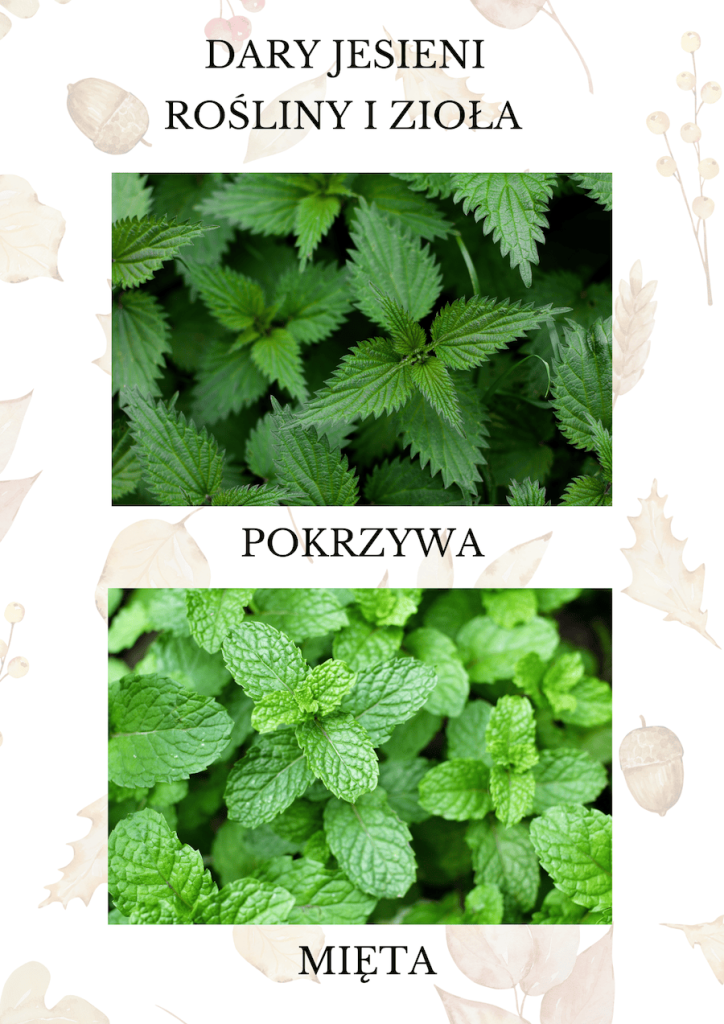 Graficzny sposób przedstawienia ziół występujących w jesieni